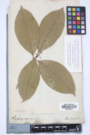 Olea fragrans