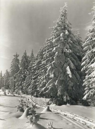 Osterzgebirge. Winterwald zwischen Altenberg Und Kahleberg