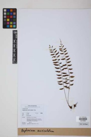 Asplenium auriculatum Sw.