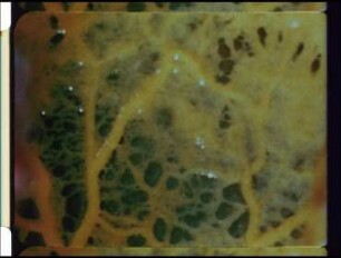 Slime Moulds in Their Habitat
