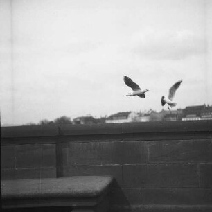 Möwen : Fliegende Möwen