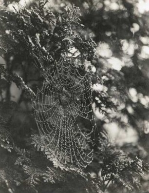 Kreuzspinnen (Araneus diadematus CL.), Netz im Morgentau