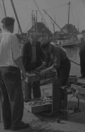 Burgstaaken: Abwiegen von Fischen