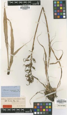 Pitcairnia fendleri Mez [holotype]