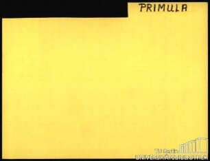 PRIMULA: Allgemein