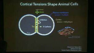 How to account for intracellular dynamics [the cytoskeleton] in developmental processes