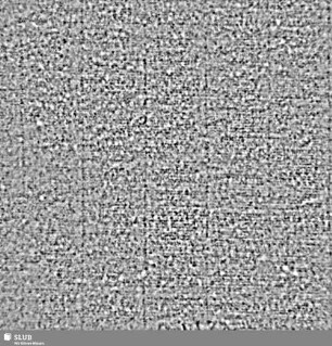 Lilienschild + IESV / LW = S.24/24a