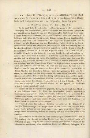 Hermann von Meyer: Palaeochelys bussenensis im älteren Süsswasserkalk