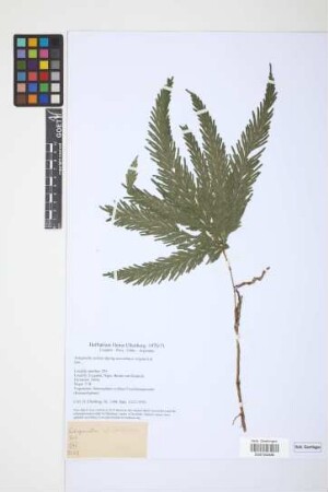 Selaginella stellata Spring