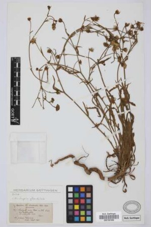 Andryala varia Lowe in DC. var. crithmifolia