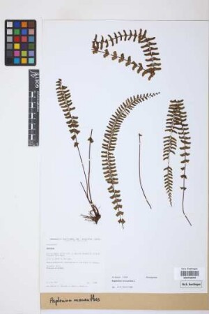Asplenium monanthes