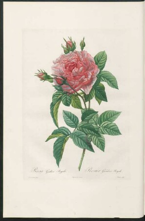 Rosa Gallica Regalis. Rosier Gandeur Royale. Bessin sculp.