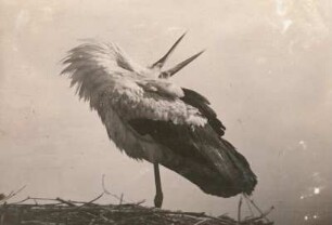 Weißstorch (Ciconia ciconia) klappernd, auf dem Nest