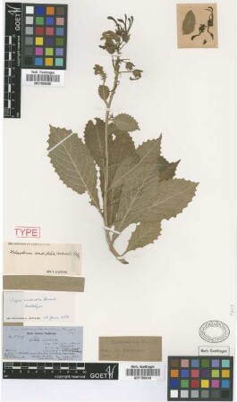 Heterotoma cordifolia (Hook. & Arn.) McVaugh