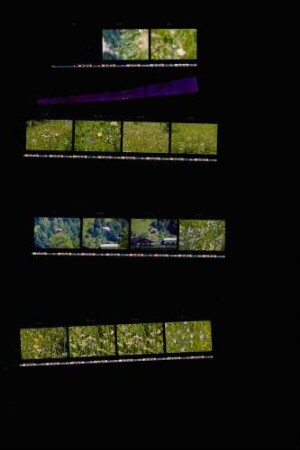 Landesschau-Bilder: Sommer