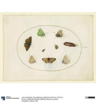 Schmetterlinge, Blatt XXIII