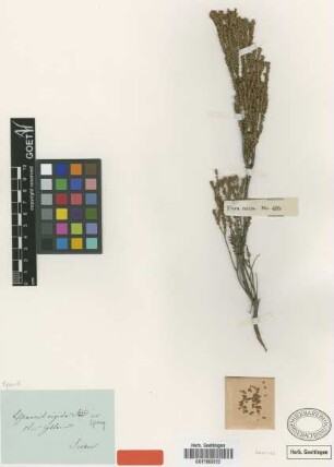 Epacris rigida Sieber ex Spreng. [type]