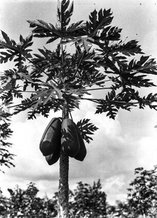 Papayafrüchte : Reife Papayafrüchte an einem Baum in der Nähe Batas.