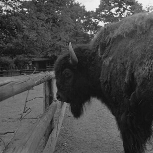 Bisons im Karlsruher Zoo.
