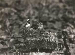Kuckuck (Cuculus canorus L.), von weißer Bachstelze (Motacilla alba) in freigelegtem Nest gefüttert