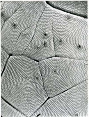 Vitamin C, ca. 800-fach vergrößert, Mikrofotografie