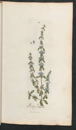 219. Mentha pulegium