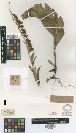 Digitalis ferruginea L. var. Griseb. distans[holotype]