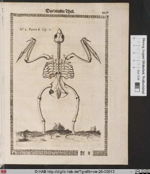 [Skelett eines Falken, Rückansicht]