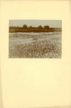 Niedersachsen, Schmalblättriges Wollgras (Eriophorum angustifolium) in einem Moor