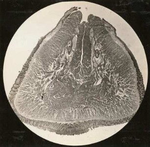 Zungenquerschnitt des Hasen (Mikro-Aufnahme)