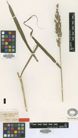 Sorghum dubium K.Koch [type]