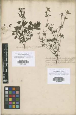 Asperula
