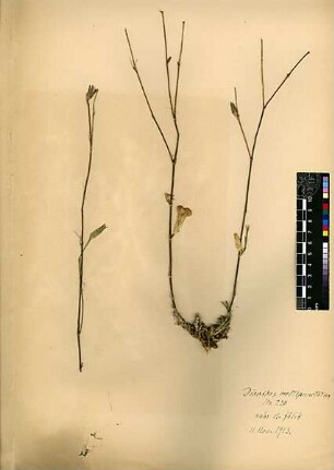 Caryophyllaceae Dianthus multipunctatus Seringe, Nicolas Charles (1776 - 1858) [Nahr el-Faliq (Fluss), Nahr el Falik]