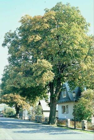 zwei Kastanien am Ortseingang aus Herschdorf, Naturdenkmale