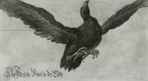 Der Höchste Vogel in der Lufft