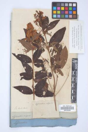 Lysimachia vulgaris