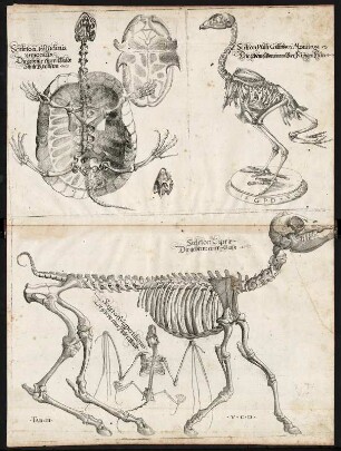 Sceleton testudinis nemoralis, Die gebeme einer Waldt sthilt Krottenn; Scelton Putti Gattinacei Monstrosi, Die gebeme Von einem Vier Füßigen Hun; Sceleton Caprae, Die gebeine einer Baise; Sceleton Vespertitionis, Die gebeine einer Fledermaus : Gebeine einer Waldschidkröte, eines vierfüßigen Huhns, einer Geiß und einer Fledermaus. Taf. 3 aus: Falloppio Gabriello, Coiter Volcher: Lectiones Gabrieli Fallopii de partibus similaribus humani corporis. 1575 Dresden: SLUB Anat.A.61.l