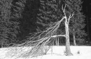 Schwärzenbach: Sturmgebrochener Baum