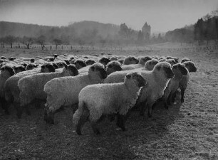 Archivfotografie "motive_tiere_haus_schafe_1106"
