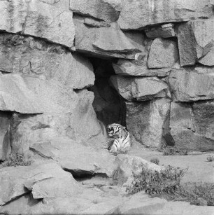 Zootiere : Zootiere. Sibirischer Tiger im Tierpark Berlin-Friedrichsfelde
