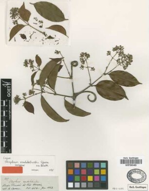 Strychnos rondeletioides Spruce ex Benth. [isotype]