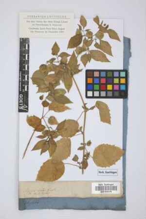 Physalis dubia Gmel.