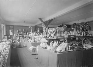 Ausstellung anatomischer Modelle