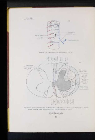 161 Schema der Reflexbogen im Rückenmark (M.H.).
