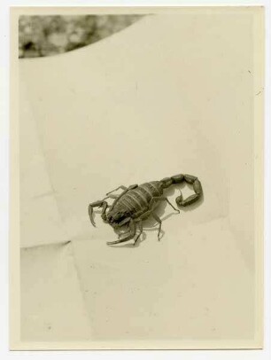 Skorpion