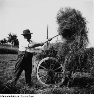 Deutschland. Heuernte. Bauer beim Aufstaken auf den Erntewagen (mit Kuhgespann)