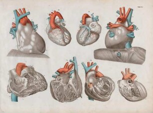 Die Anatomie des Herzens