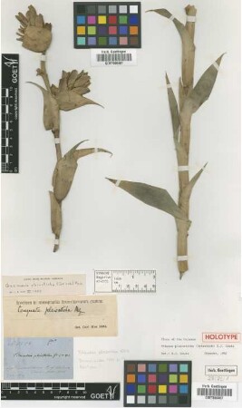 Tillandsia pleiosticha Griseb. [holotype]