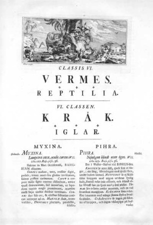 Vermes / Krak