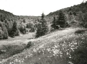 Westerzgebirge. Fichtelberggebiet. Schlauderwiese im oberen Zechengrund